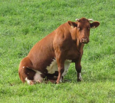 Rotbunte Kuh als Aushängeschild bei der Vermarktung regionaler Produkte