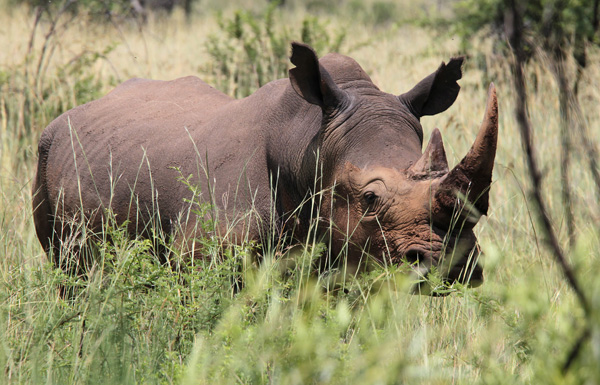 Jagd auf Nashörner und Co.: WWF schlägt Alarm