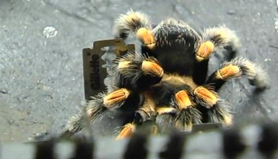 Jan Fabre lässt Vogelspinnen über Rasierklingen laufen ((Archivbild: BRF Fernsehen))