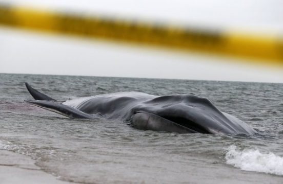 Der an der Küste vor New York gestrandete Finnwal