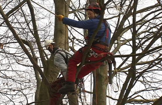 Baumarbeiten als Unterricht