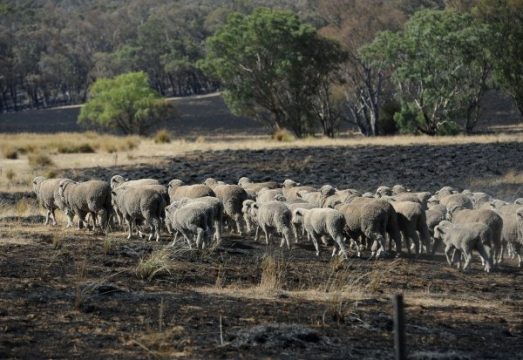 Schafe durchqueren ein verbranntes Feld im australischen Bundesstaat New South Wales