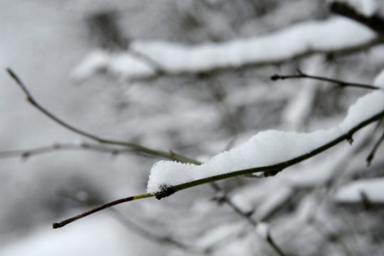Schnee auf Ast