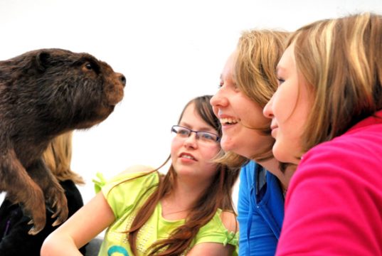 Der Biber im Klassenzimmer