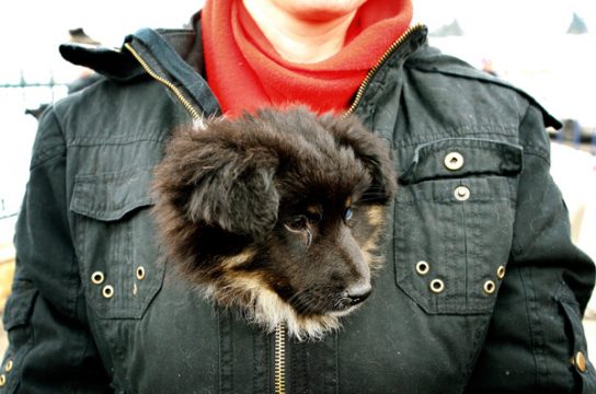 Verwahrloste Hunde sollen Mitleid erregen