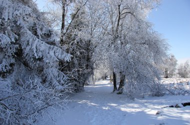 Winter: Hohes Venn im Schnee