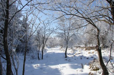 Winter: Hohes Venn im Schnee