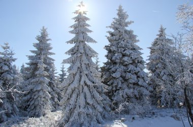 Winter: Hohes Venn im Schnee