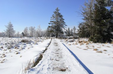 Winter: Hohes Venn im Schnee