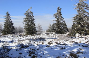 Winter: Hohes Venn im Schnee
