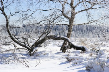 Winter: Hohes Venn im Schnee