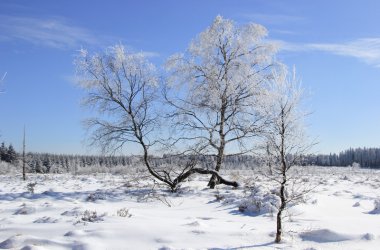 Winter: Hohes Venn im Schnee