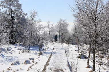 Winter: Hohes Venn im Schnee