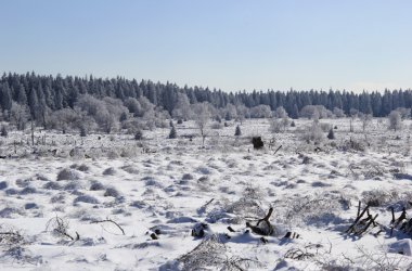 Winter: Hohes Venn im Schnee