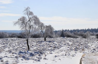 Winter: Hohes Venn im Schnee