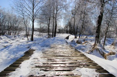 Winter: Hohes Venn im Schnee