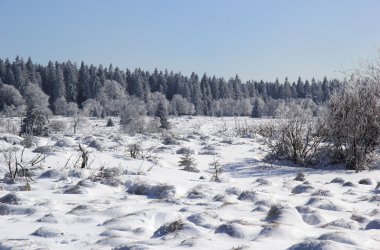 Winter: Hohes Venn im Schnee