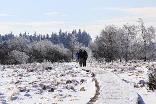 Winter: Hohes Venn im Schnee