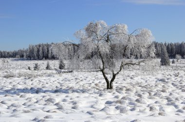 Winter: Hohes Venn im Schnee
