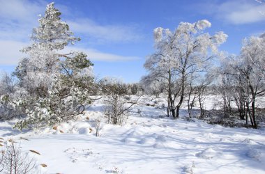 Winter: Hohes Venn im Schnee