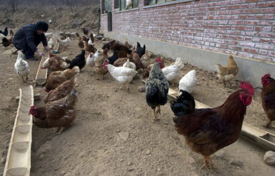 Vergiftetes Tierfutter auch in NRW