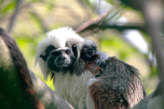 Lisztäffchen mit Nachwuchs im Euregiozoo