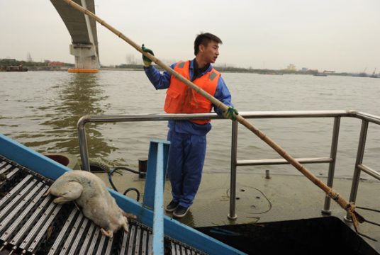 Tote Schweine aus Fluss in Shanghai gefischt