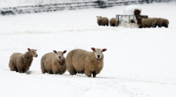 Tausende Schafe sterben in Schottland im Schnee