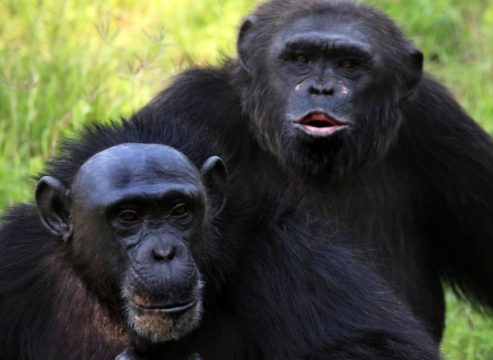 Schimpansen arbeiten wie Menschen zusammen