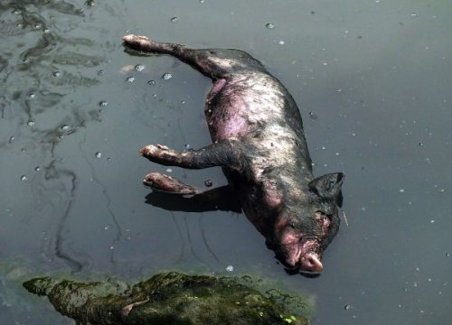 Totes Schwein im Yangtze-Fluss (Bild vom 12. März)