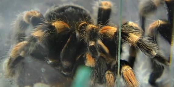 Ein kleine Spinne ...