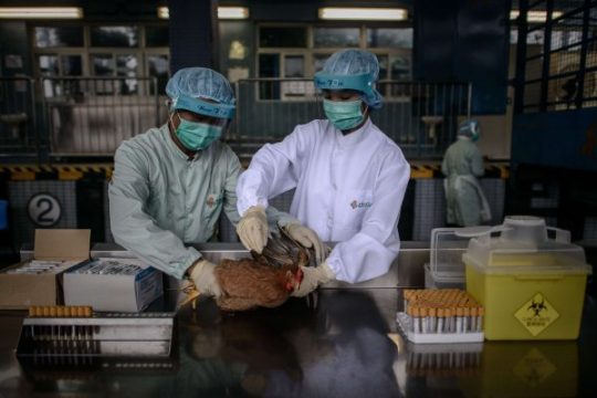Behörden in Hongkong untersuchen Geflügel auf das Virus H7N9