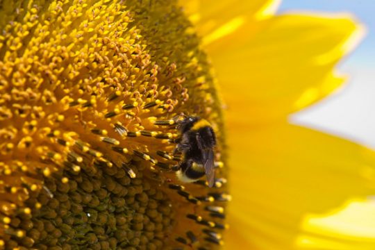 Forscher: Hummeln können logisch denken