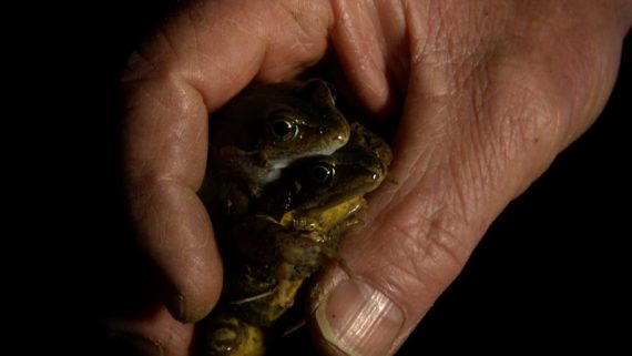 Krötenwanderung hat begonnen