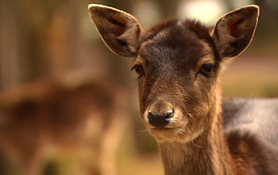 Im Wildfreigehege Hellenthal