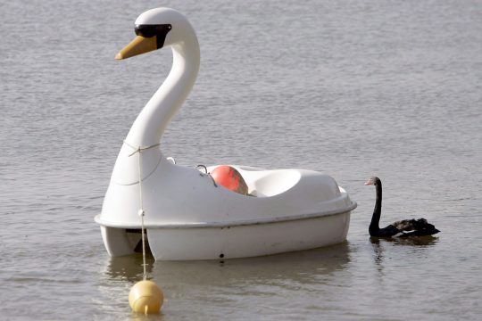 Trauerschwänin Petra aus Münster mit ihrem Tretboot (283.2007)
