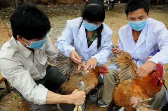 Vogelgrippe-Virus H7N9 in China aufgetaucht - Impfung von Hühnern in Shangsi, Südwest-China (3. April)