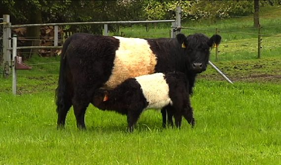 Belted Galloway-Rinder in Montenau