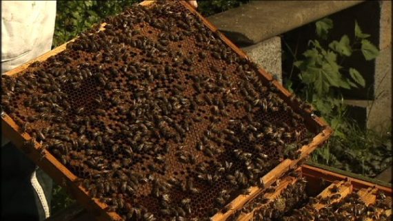 Auch bei uns drohen die Bienen auszusterben