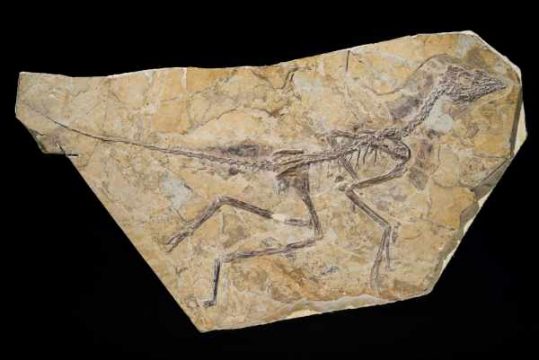 Fossil des vollständig erhaltenen Skeletts des Aurornis xui