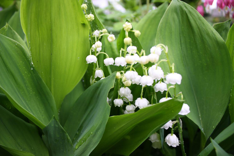 Maiglöckchen im Garten