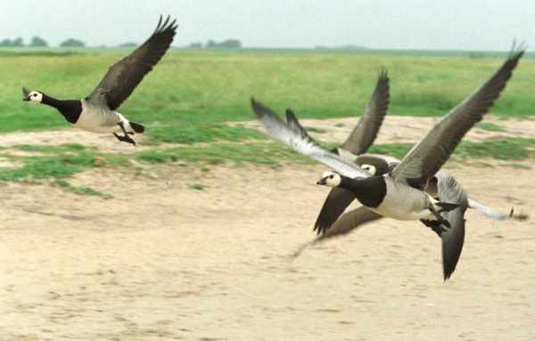 Das Vogelreservat und Naturschutzgebiet "Het Zwin"