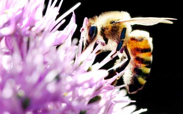 Eine fleißige Biene beim Pollensammeln