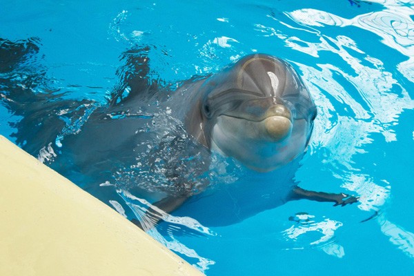 Delfinarium im Brügger Zoo