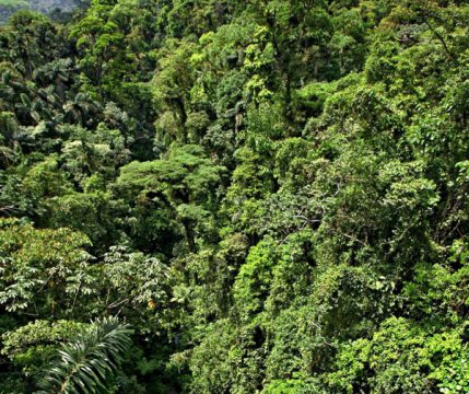 Illustrationsbild: EPA/Jeffrey Arguedas