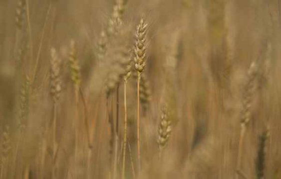 Sechs belgische Banken spekulieren mit Nahrungsmittelrohstoffen, darunter Weizen