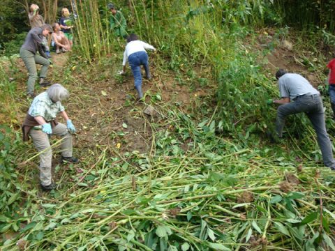 AVES im Kampf gegen invasive Pflanzen