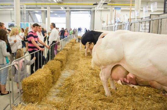Landwirtschaftsmesse in Libramont 2013