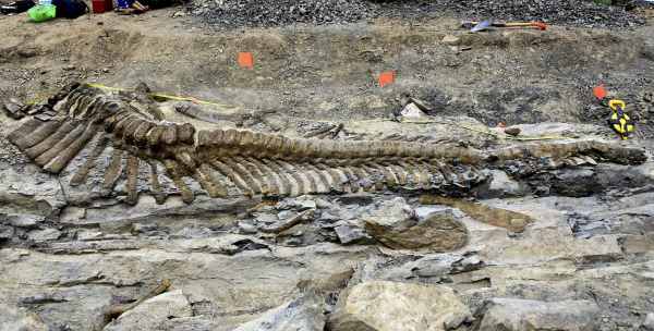 Das in der Wüste des Bundesstaats Coahuila freigelegte Dinosaurier-Skelett