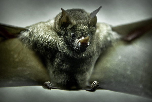 Fledermaus im Zoo von Arnhem